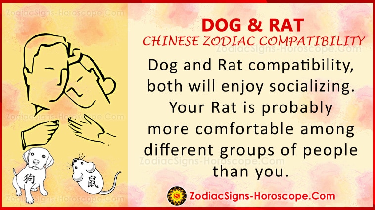 Dog and Rat Love Compatibility