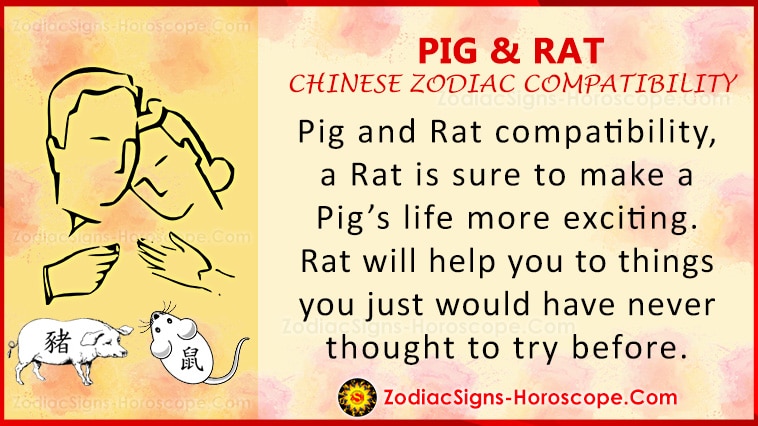 Pig and Rat Love Compatibility