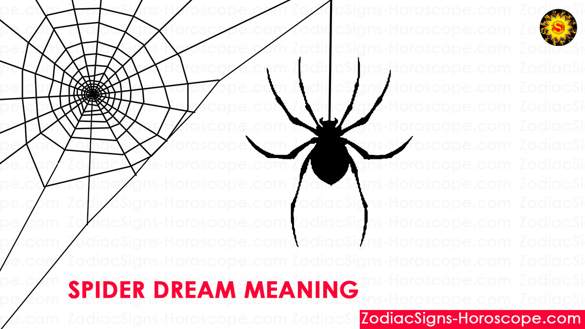 Spider Dream Meaning, Interpretation and Dream Symbolism | ZSH