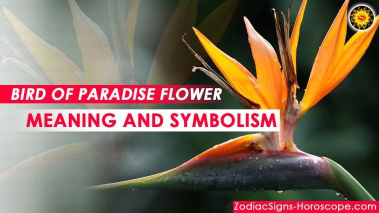 Bird of Paradise ความหมายและสัญลักษณ์