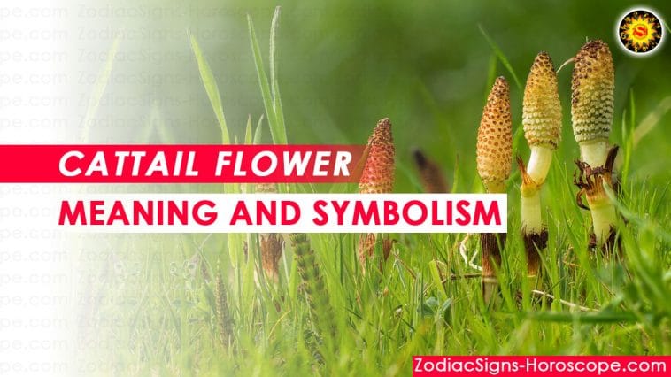 Cattail Flower Bedeutung und Symbolik