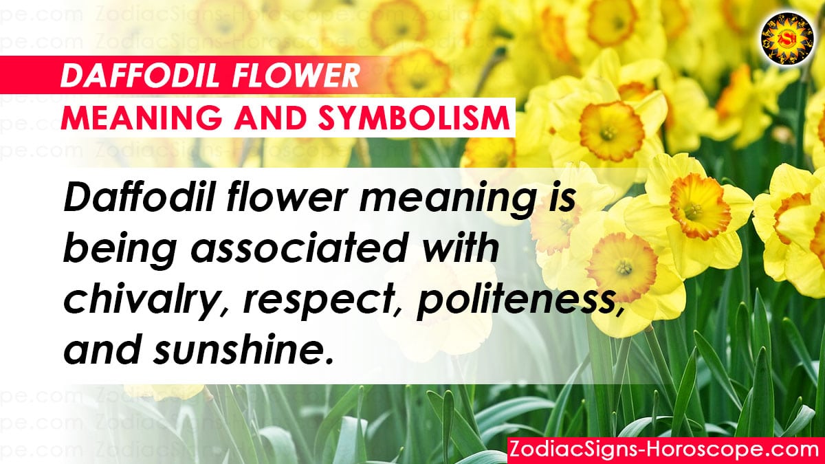 Daffodil Flower Meaning and Symbolism