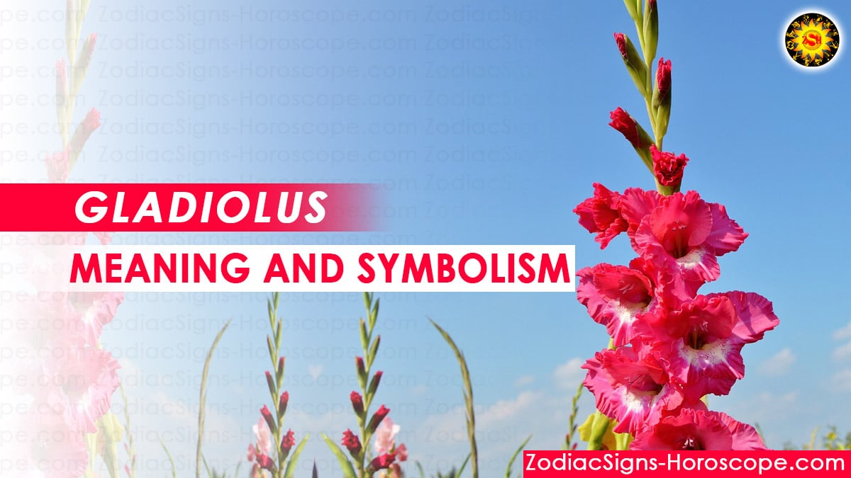 Gladiolus Meaning and Symbolism